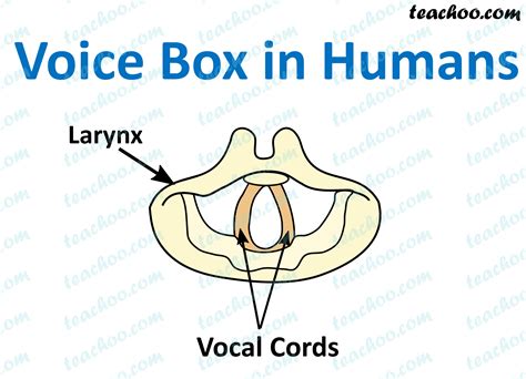 electric voice box name|where is voice box located.